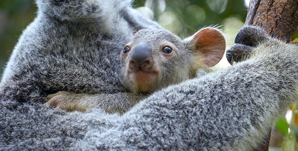 Currumbin wildife santuary