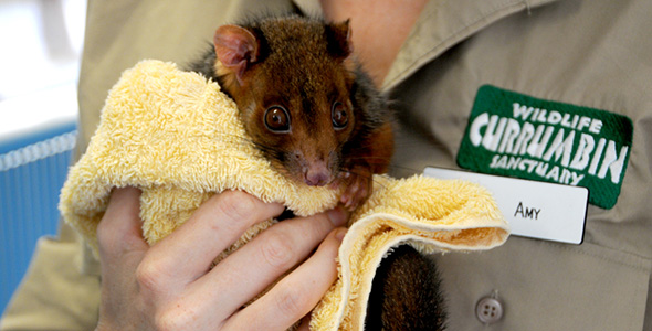 Currumbin Wildlife Hospital
