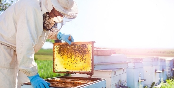 beekeeper on apiary. beekeeper is working with bees and beehives