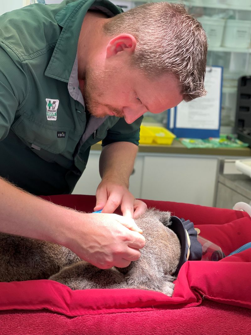 Lewis McKillop Vet Nurse Research Supervisor