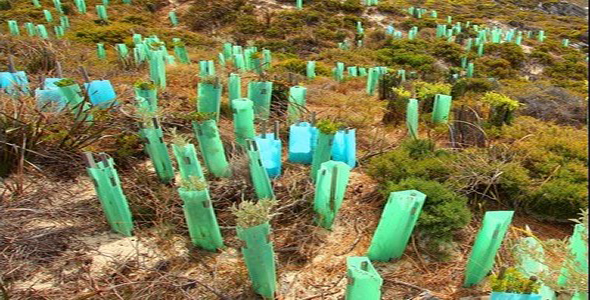 Young plants in green protective tubes in a hilly area.