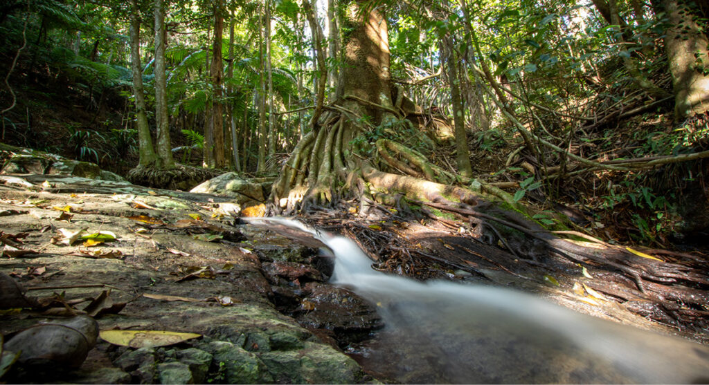 Lush forest with a large tree and roots beside a flowing stream.