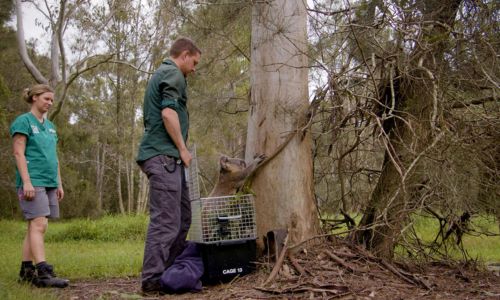 Two people releasing a koala from a cage near a tree.