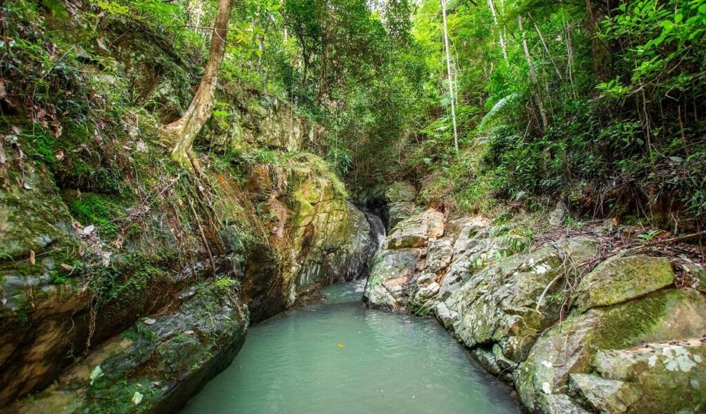 A serene creek flowing through a lush green forest.