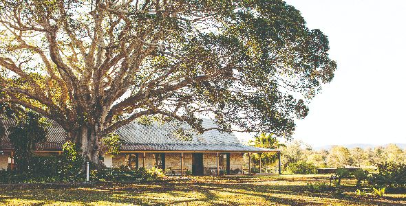 Large tree shading a cottage in a sunny rural landscape.