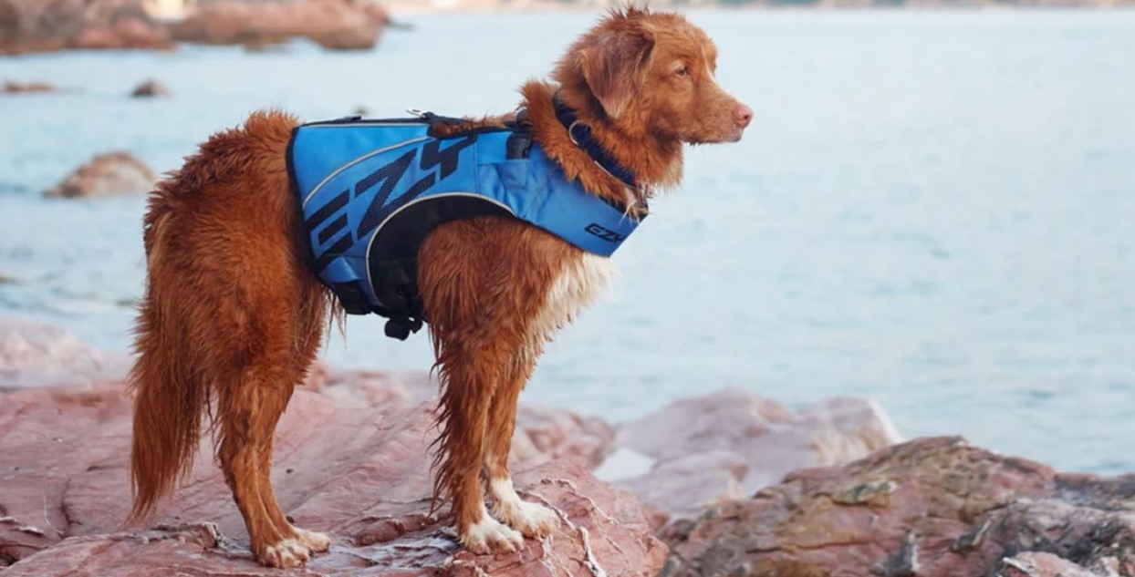 Dog_on_rocks_at_beach_in_EzyDog_harness