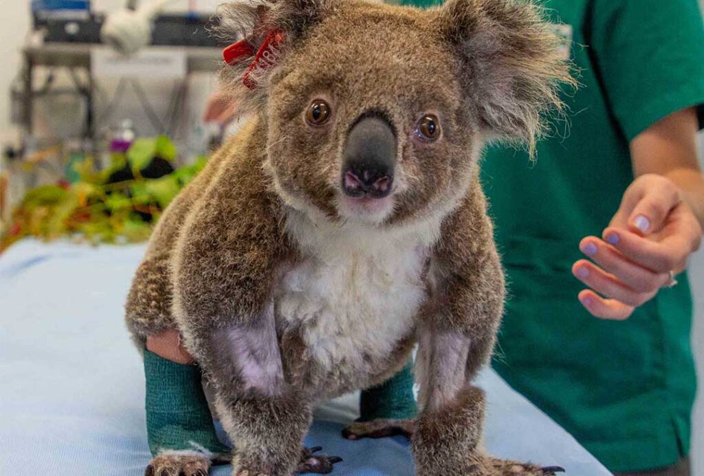 Photo of an injured koala