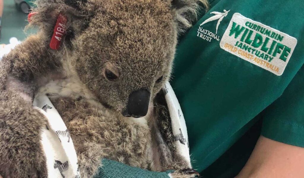 Photo of a koala being treated at Currumbin Sanctuary