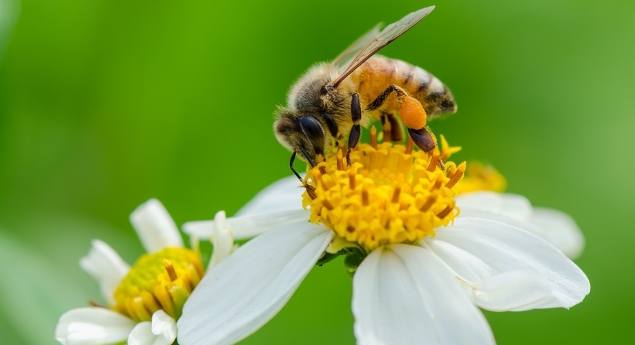 Honeyworld_Facilities_Area