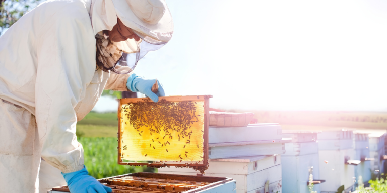 Honeyworld New Operators and Facelift
