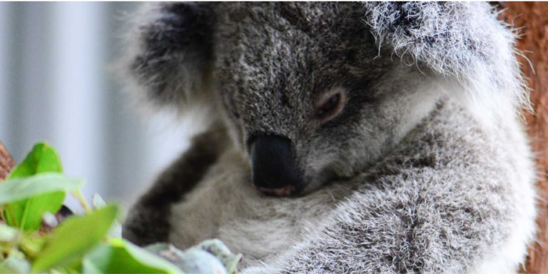 Koala sleeping on a tree