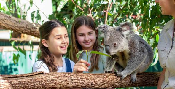 Two girls right next to a Koala on a tree branch, one girl is holding a piece of eucalyptus in front of the Koala. A female wildlife keeper in khaki is in the right of the photo