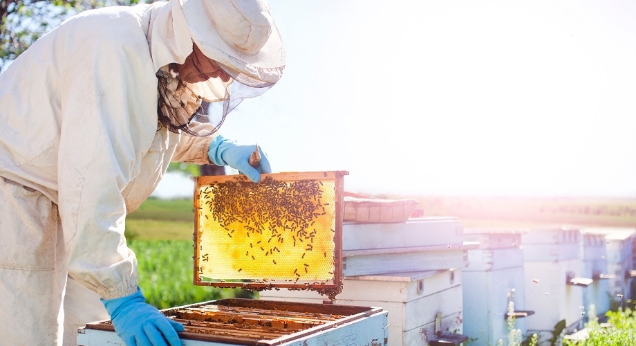 Beekeeper inspecting a honeycomb frame near a row of beehives.