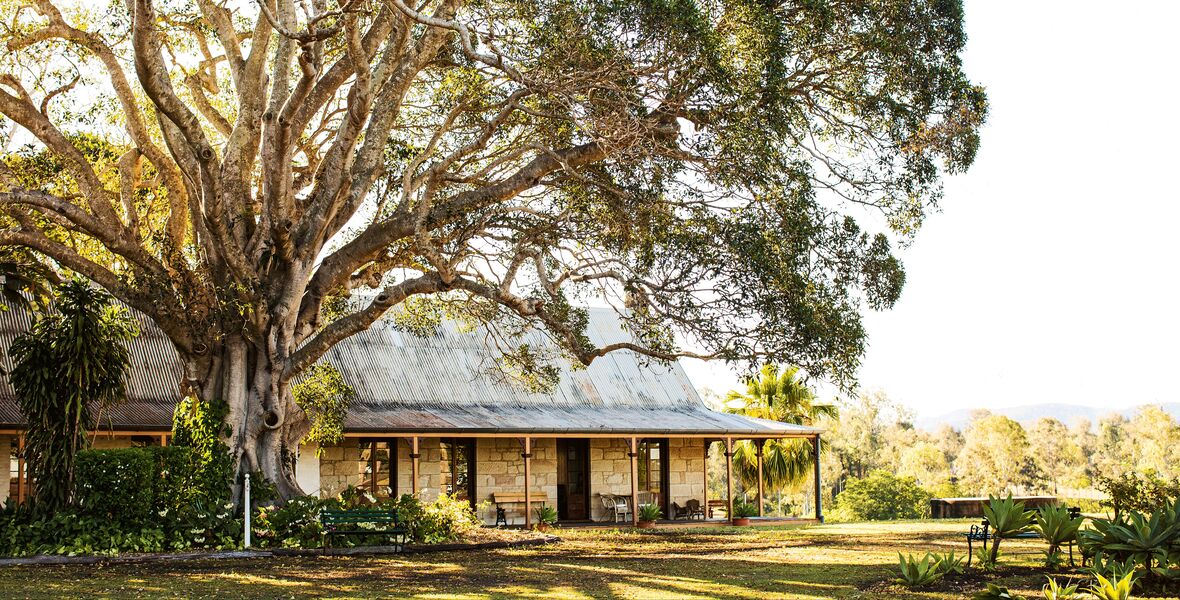 Large tree shading a rustic house in a sunny rural setting.