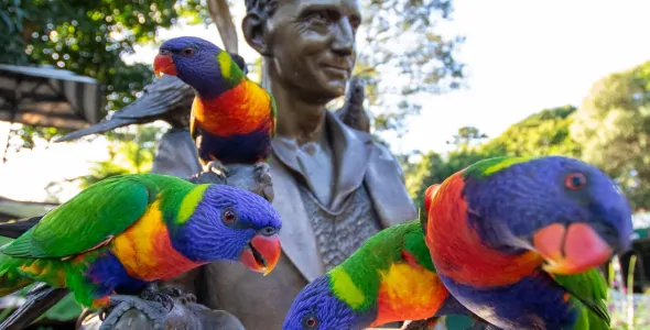 Colourful lorikeet birds on a statue, some are drinking water from a plate held out by the statue.