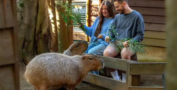 A very happy couple feeding two capybaras fresh bamboo leaves. They are sitting on wooden stools behind a low wooden fence and a wooden shed in the background with the capybaras coming right up to them.